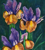 Three Irises