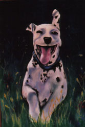 Vanilla the Dalmation